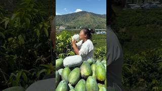 Beautiful nature and another level delicious fruit ️ #shorts #nature #fruit