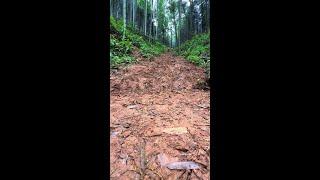 Bandits come to steal meat from Chinese pastoral dogs, dogs eat, puppy yellow sand big holy dog