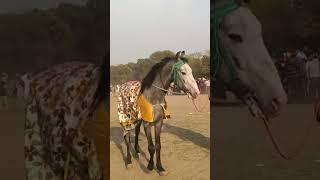 nihang Singh from Budha dal