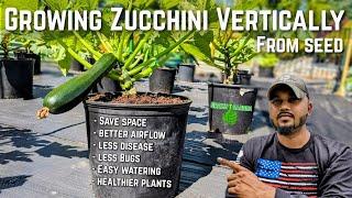 How to Grow Zucchini From Seed To Harvest   #zucchini #greentgarden #squash