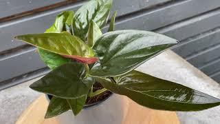 25cm Syngonium Red Arrow | Erythrophyllum | House Plant | 15cm Pot | 25cm Height