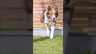 Dog jumping in 1000FPS - SLOWMOTION #shorts