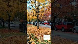 Autumn in Vancouver BC Canada #shorts #fallseason