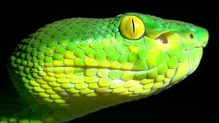 Green Tree Viper - Trimeresurus albolabris - Venomous Thailand Snake!