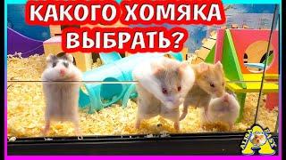 Какого ХОМЯКА выбрать? / Создаем стайку кемпбелла / Алиса Изи Петс / Alisa Easy Pets