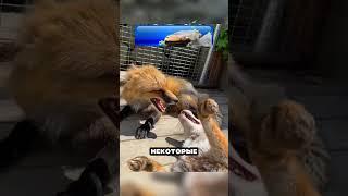 Лиса хитрее чем ты думаешь