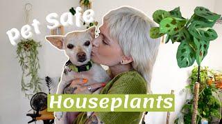 Pet Safe Plants | My Favourite Non-Toxic Houseplants