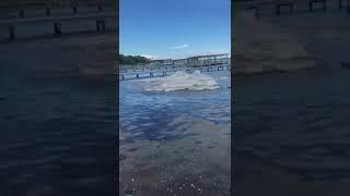 Herd Of Manatees Shock Golden Retriever Swimming In Alabama Waters