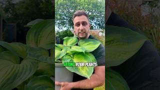 How to stop slugs eating plants? Protecting hostas from slugs #gardeningtips