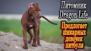 Питомник Американских питбулей DRAGON LIFE предлагает шикарных девочек Питбуля от пары Муса и Багира