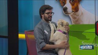 Golf Cart up for adoption at Kansas Humane Society