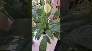 Secrets to Thriving Peace Lily Indoors #plantcare