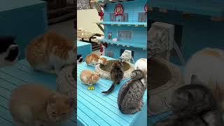 Build a house for stray cats#cat #help #warmup