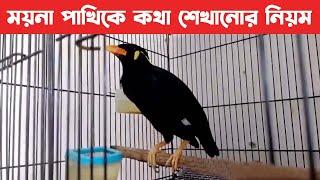 ময়না পাখিকে কিভাবে কথা শিখাবেন ? | Talking Moyna Pakhi | @banglarkhobor99