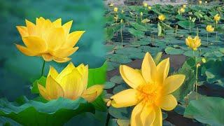 Growing lotus at home | Have you seen the yellow lotus