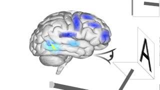 Spaun brain activity only for sample tasks