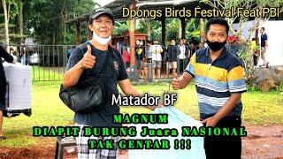 Murai Batu MAGNUM TAK GENTAR LAWAN BURUNG MEWAH !!!MATADOR BF SEMARANG