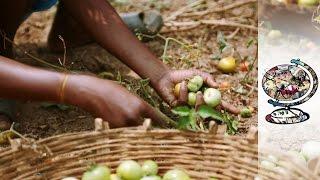 Climate Change Is Having A Massive Impact On Indian Farmers