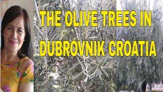 Vlog #407  The  Olive Trees In Dubrovnik Croatia