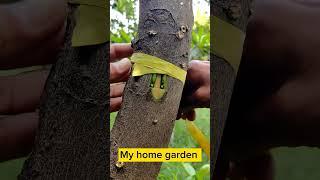 Top 20 Grafting IDEAS  // Fruit Tree & Flowers Grafting // Best Grafting Technics.