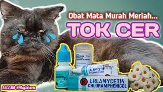 Obat Mata Murah Meriah Buat Anabul,Cocok Buat Anak Kost||Alhamdulillah Mata Si Hitam Mulai Membaik