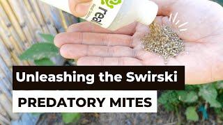 Predatory Mites - Understanding the Swirski Mite