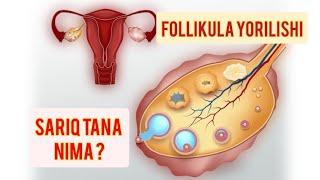 Follikula qachon yoriladi | Sariq tana nima ?