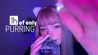 ASMR 1 Hour Of Best PURRING sounds in 2024