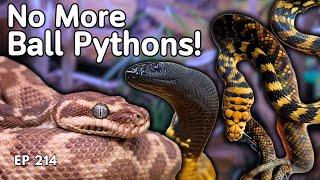 The Most Jaw-Dropping Pythons