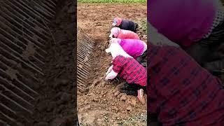 Farmers Harvesting Houttuynia Cordata: The Excavator-Assisted Wild Herb Collection#village #farming