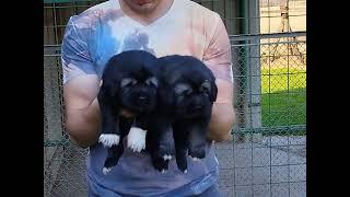 Caucasian shepherd puppies