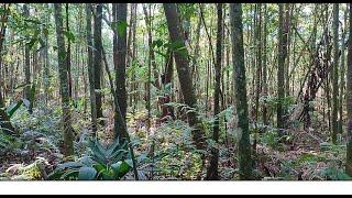 #105  - Revisão de iscas, Muitas capturas de tubunas e um ninho natural