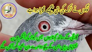 High Flyer Pigeon Eye Sign | Pigeon Best Eyes Ki Pehchan | Pigeon Day1