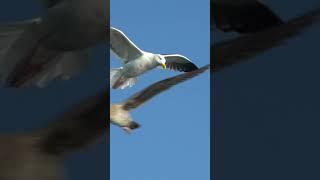 Menonton Burung Camar Terbang #Shorts
