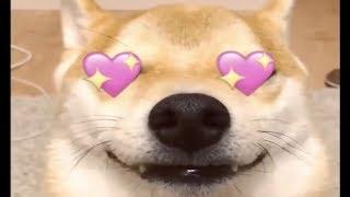 Bazzi - Mine (Shibe Inu meme)