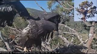 Eagle 79 Days Old Leaving the Nest Soon 5/22/2022 BigBearLake