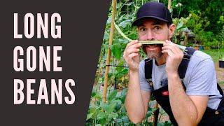 GROWING LONG BEANS, ASPARAGUS BEANS, OR NOODLE BEANS | YOU'VE GOT TO TRY IT