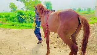 Beautiful horse power || Horse videos February 3, 2025