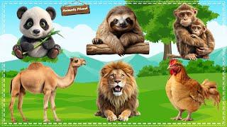 World's Cutest Animals: Panda, Sloth, Monkey, Camel, Chicken, Lion