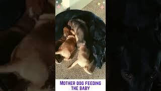 Mother dog, feeding the baby #dogs #dog #feeding