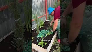 Самые неприхотливые хвойные растения #лайфхак #дача #садоводничество #сад #огород
