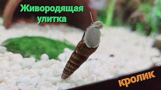 Живородящая улитка Тиломелания Оранжевый кролик Слон Дракон Rabbit snail Шип Дьявола Танк