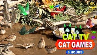 CAT TV | ENTERTAINMENT VIDEO FOR CATS TO WATCH 4K 8-HOURS NON-STOP FUN FOR CATS | 