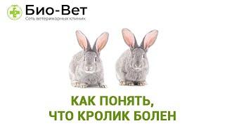 Болезни Кроликов & Как Понять, Что Кролик Болен. Ветклиника Био-Вет