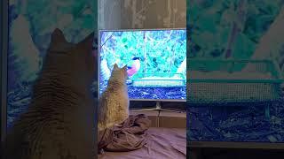 Cat hunting birds , кошка охотится за птичками #кошки #кот #коты #cats #catvideos