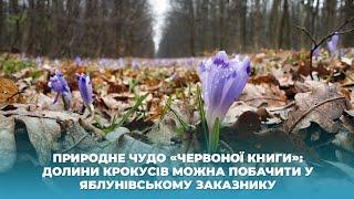 Природне диво «Червоної книги»: долини крокусів можна побачити у Яблунівському заказнику