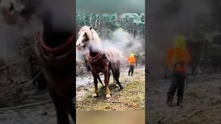 How many horsepower in 1 horse?