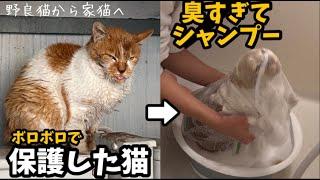 ②保護した猫が臭すぎて…シャンプーしました