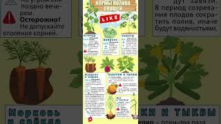  Как поливать овощи в июне 2025? Главные ошибки дачников! #полив #огород #дача