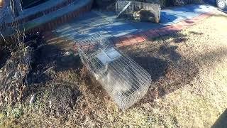 Wildlife removal by a wallingfor wildlife trapper in wallingford ct with D&D Wildlife control